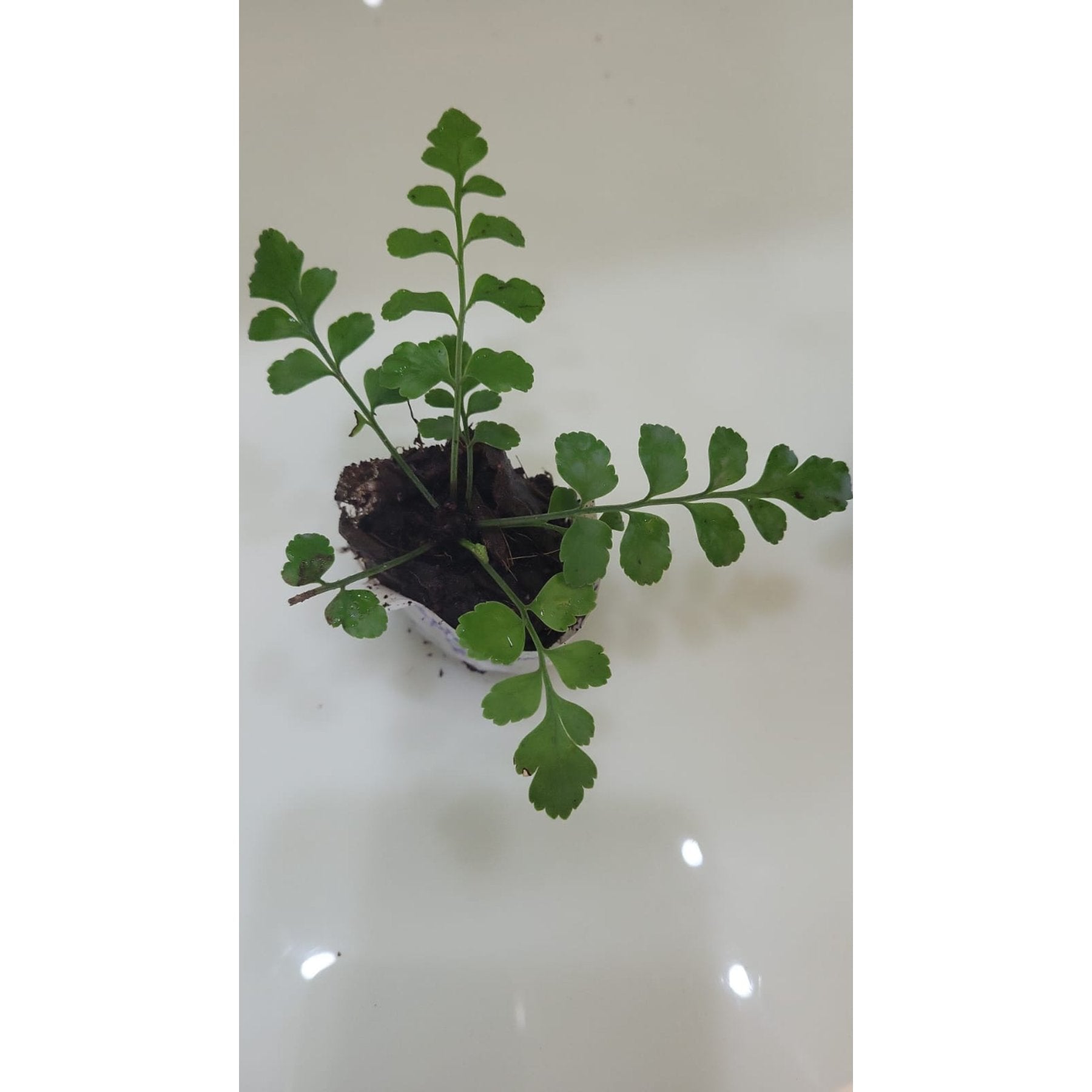 Asplenium Austral Gem potted indoor plant – ships pan-India