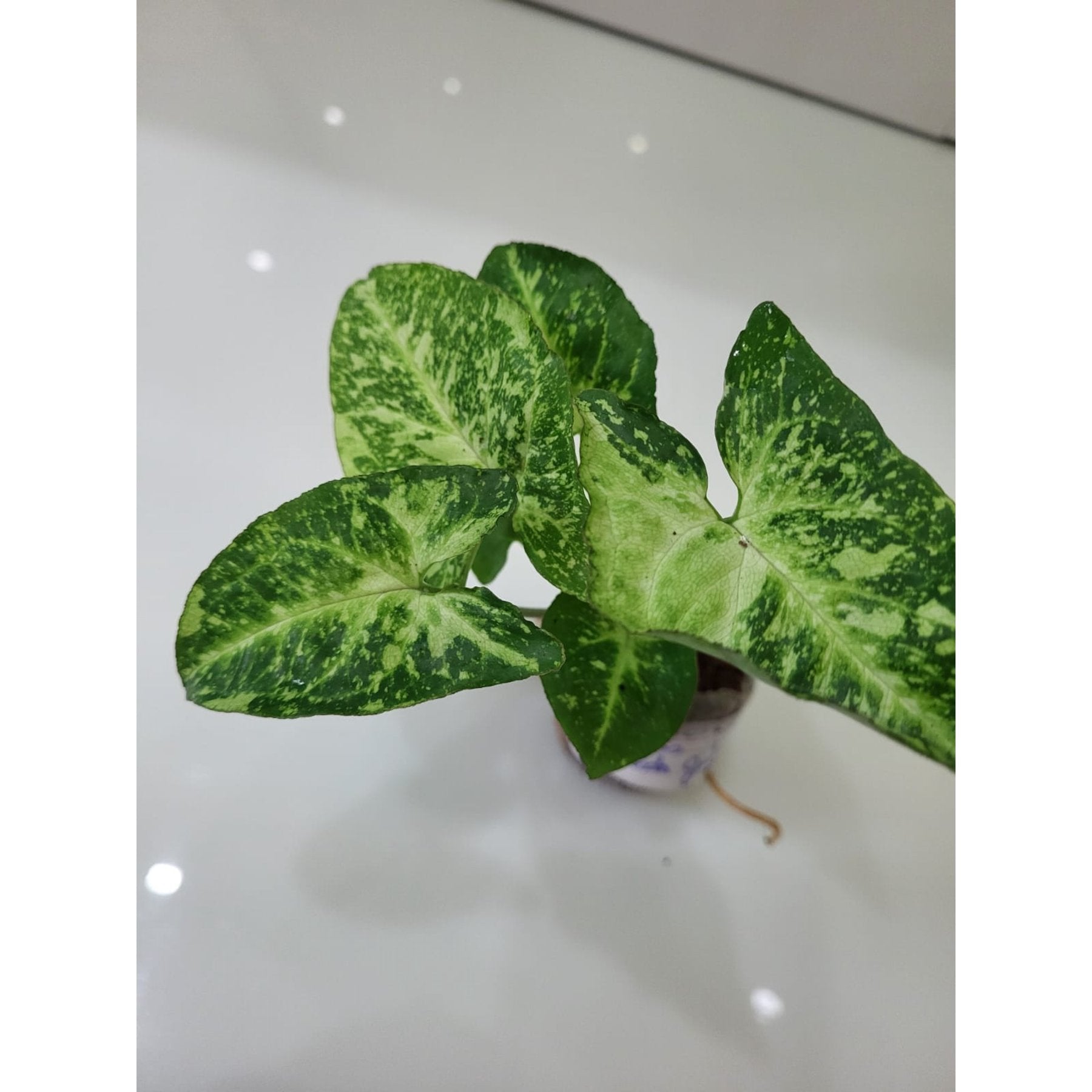 Syngonium Panda Galaxy leaf details and texture – healthy indoor plant