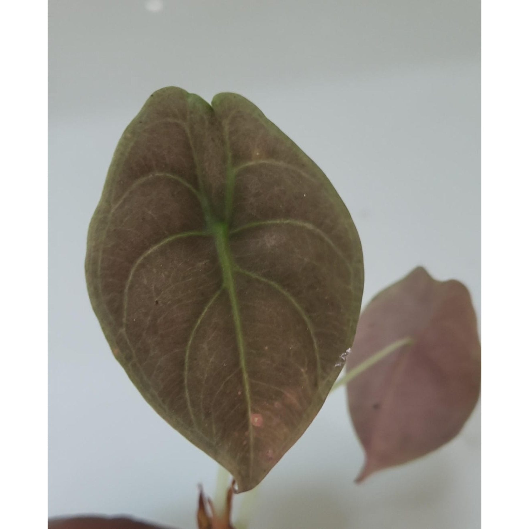 Alocasia Cuprea potted indoor plant – ships pan-India
