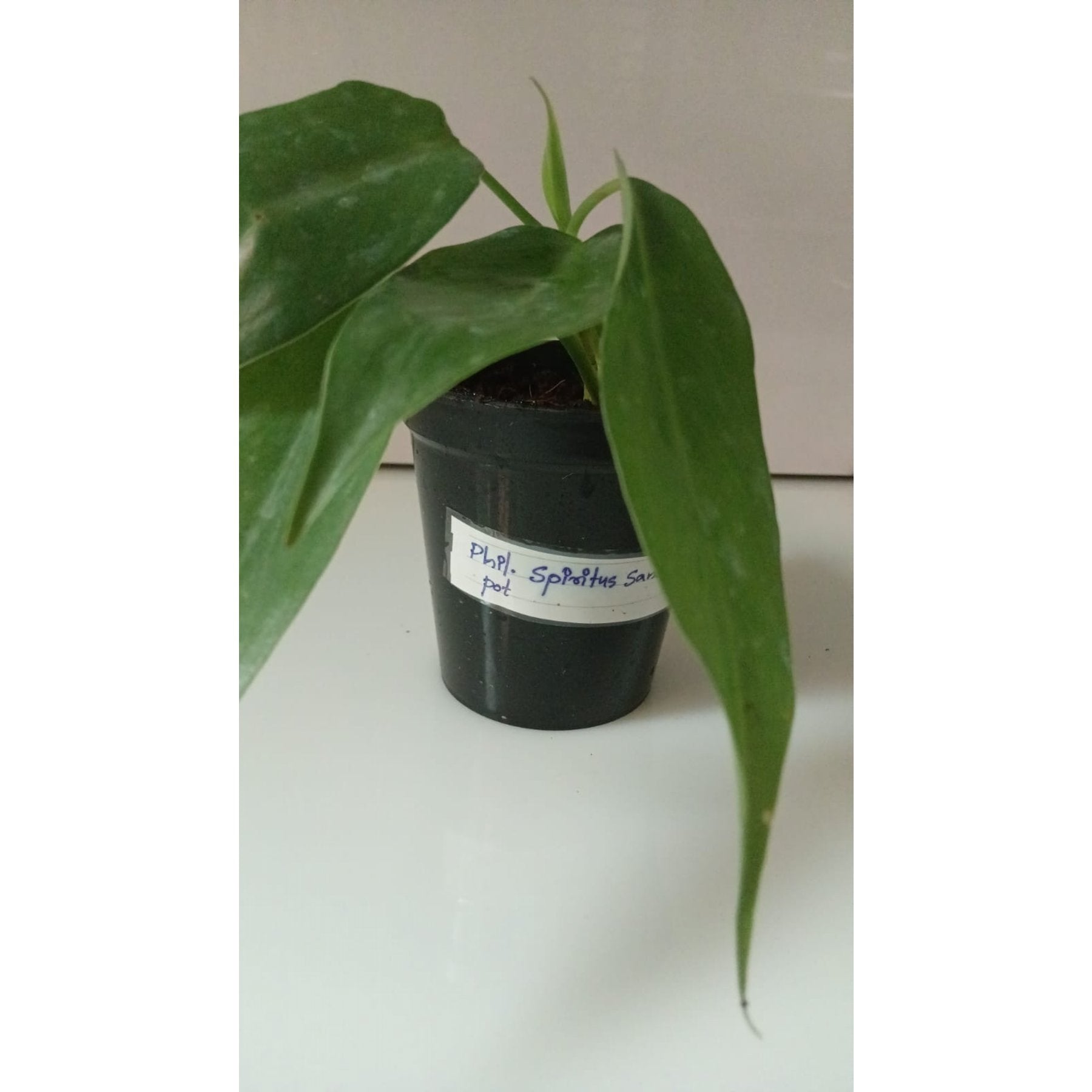 Philodendron Spiritus Sancti Pot potted indoor plant – ships pan-India