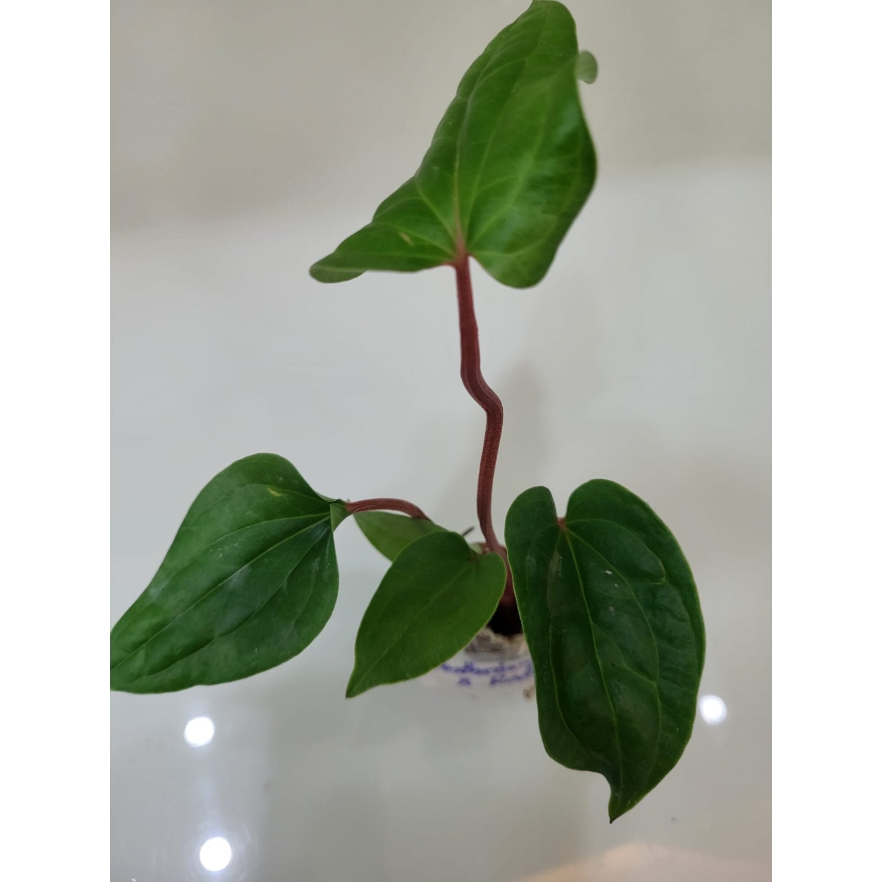 Anthurium Luxurians X Radicans potted indoor plant – ships pan-India