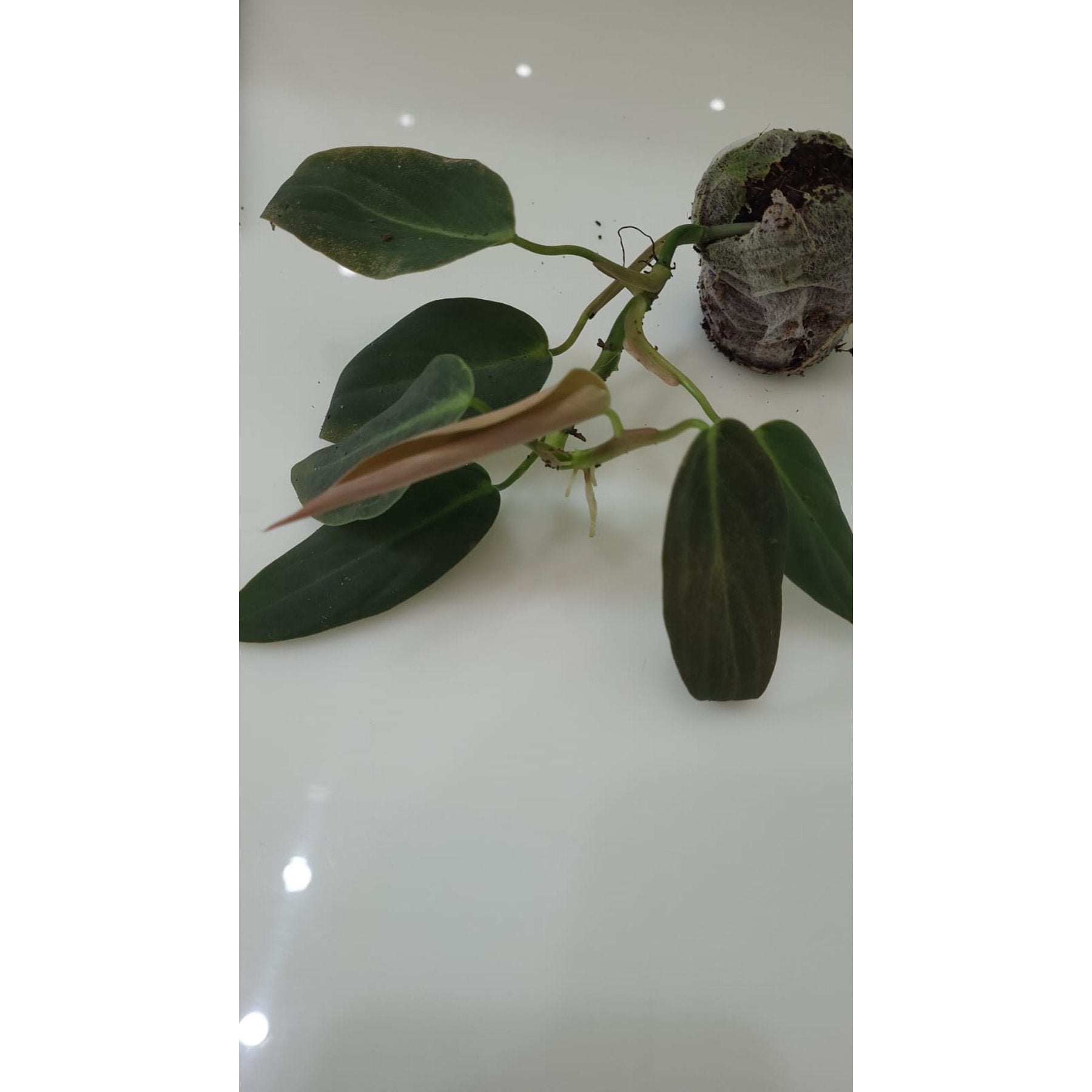 Philodendron Gigas potted indoor plant – ships pan-India