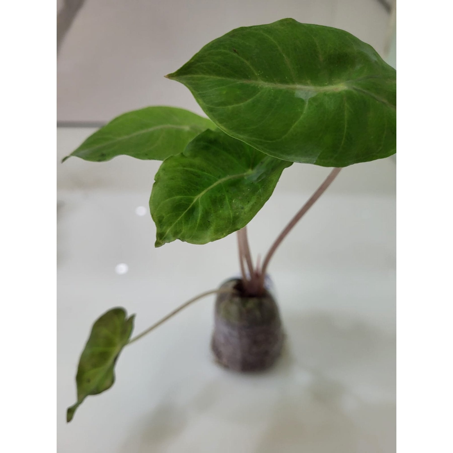 Alocasia Pink Dragon potted indoor plant – ships pan-India
