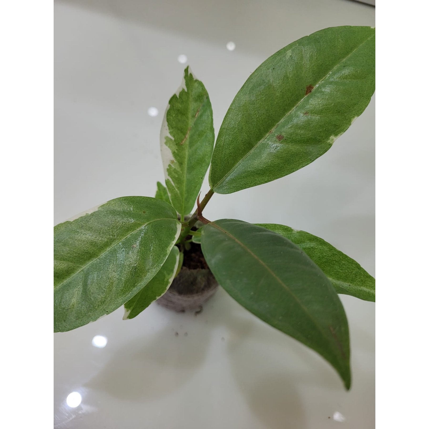 Ficus Tineke potted indoor plant – ships pan-India