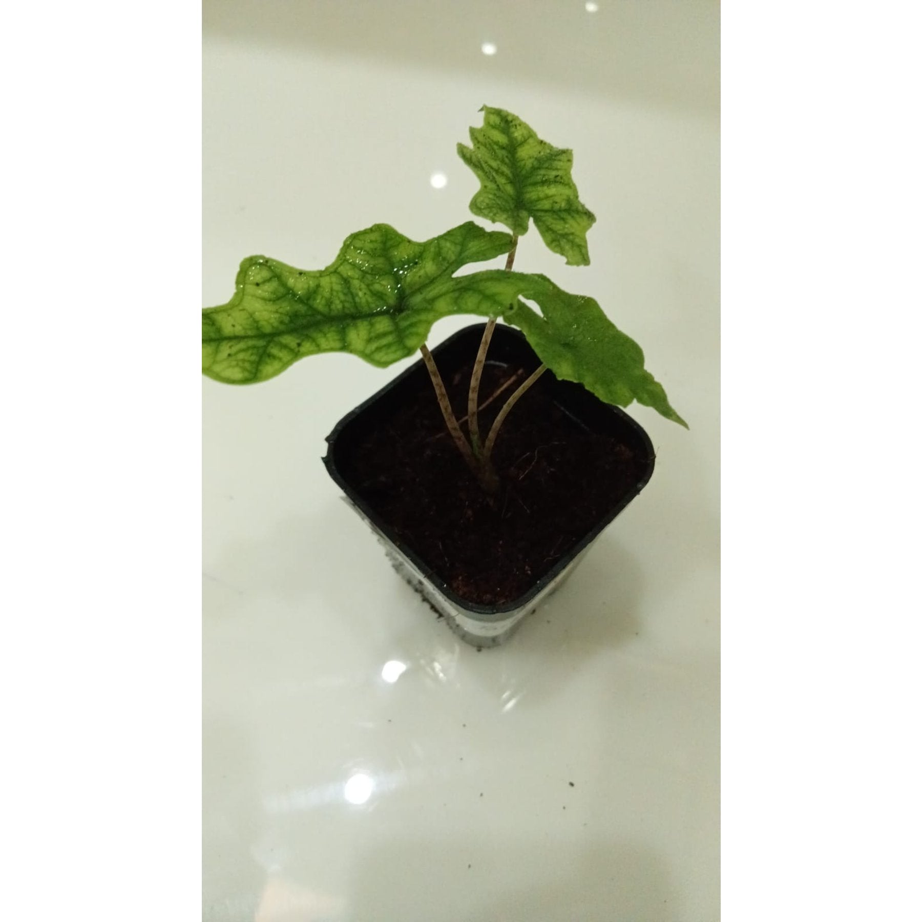 Alocasia Jacklyn potted indoor plant – ships pan-India