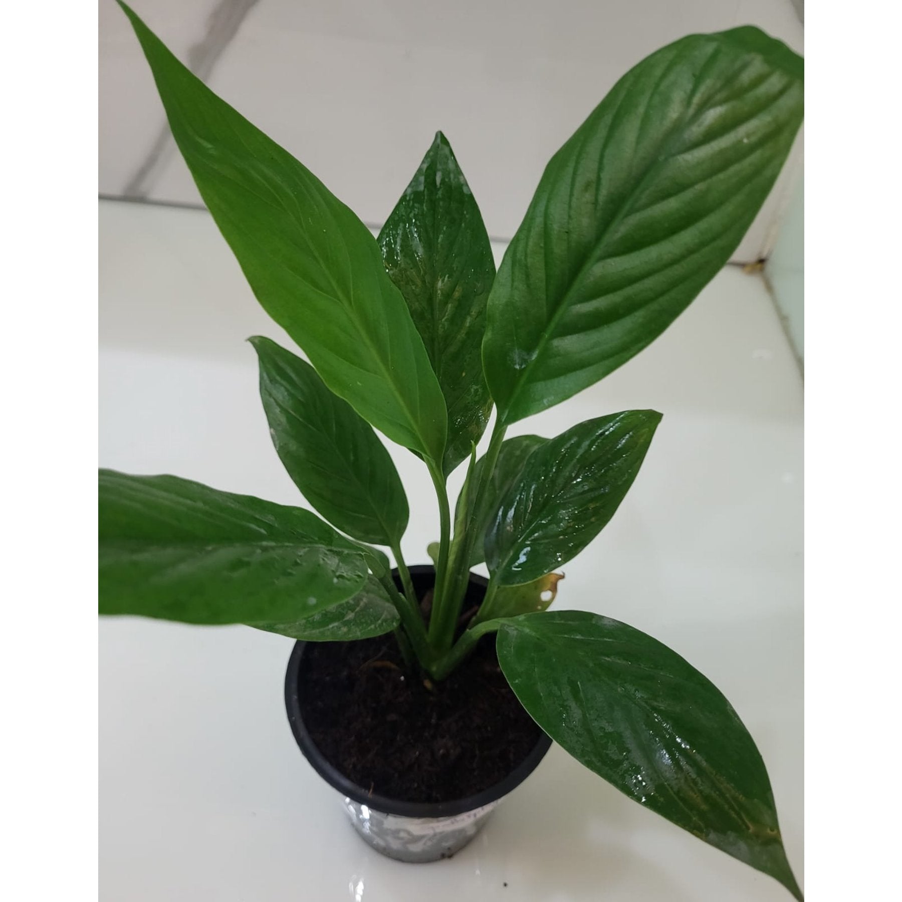 Spathiphyllum Mojo potted indoor plant – ships pan-India