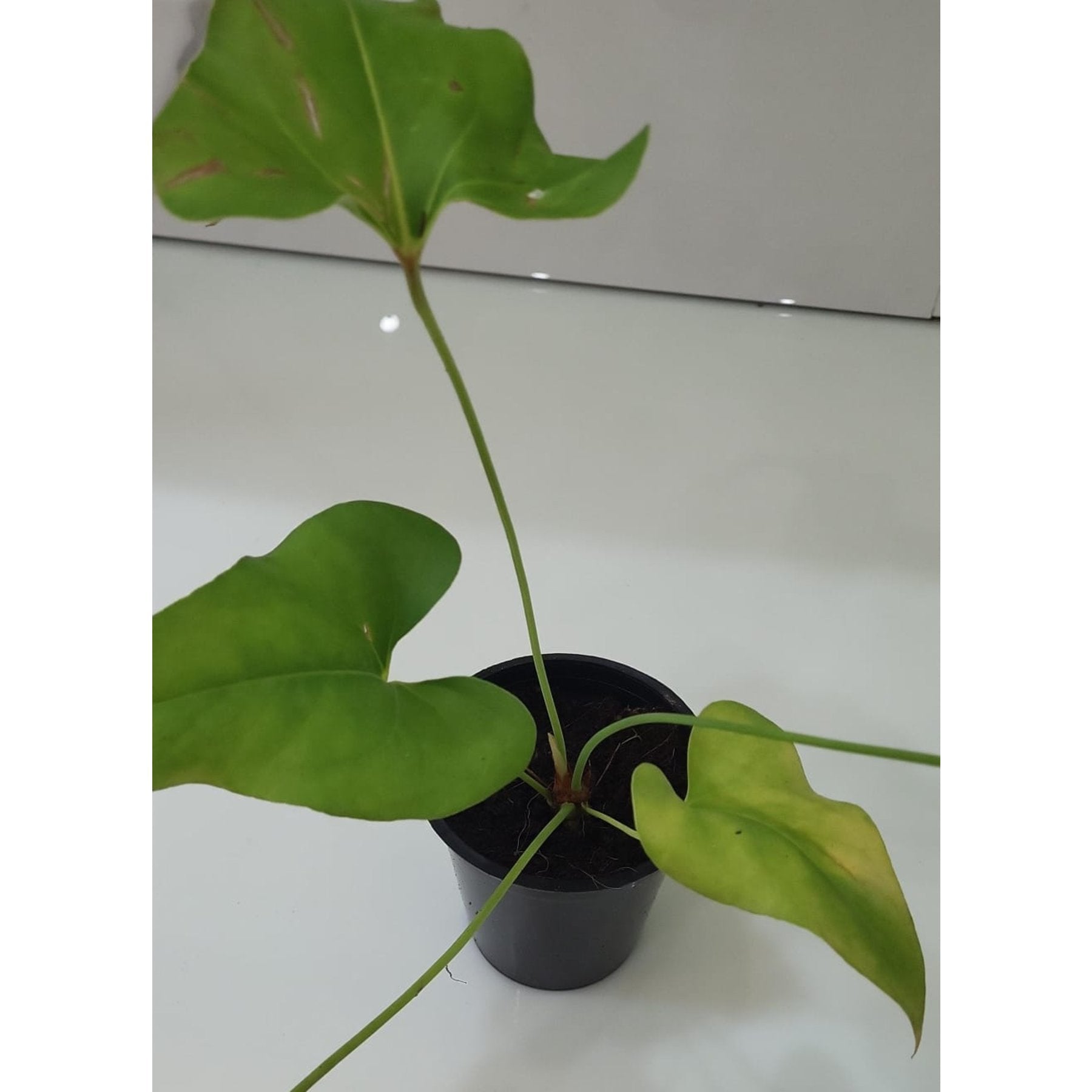 Anthurium Brownie potted indoor plant – ships pan-India