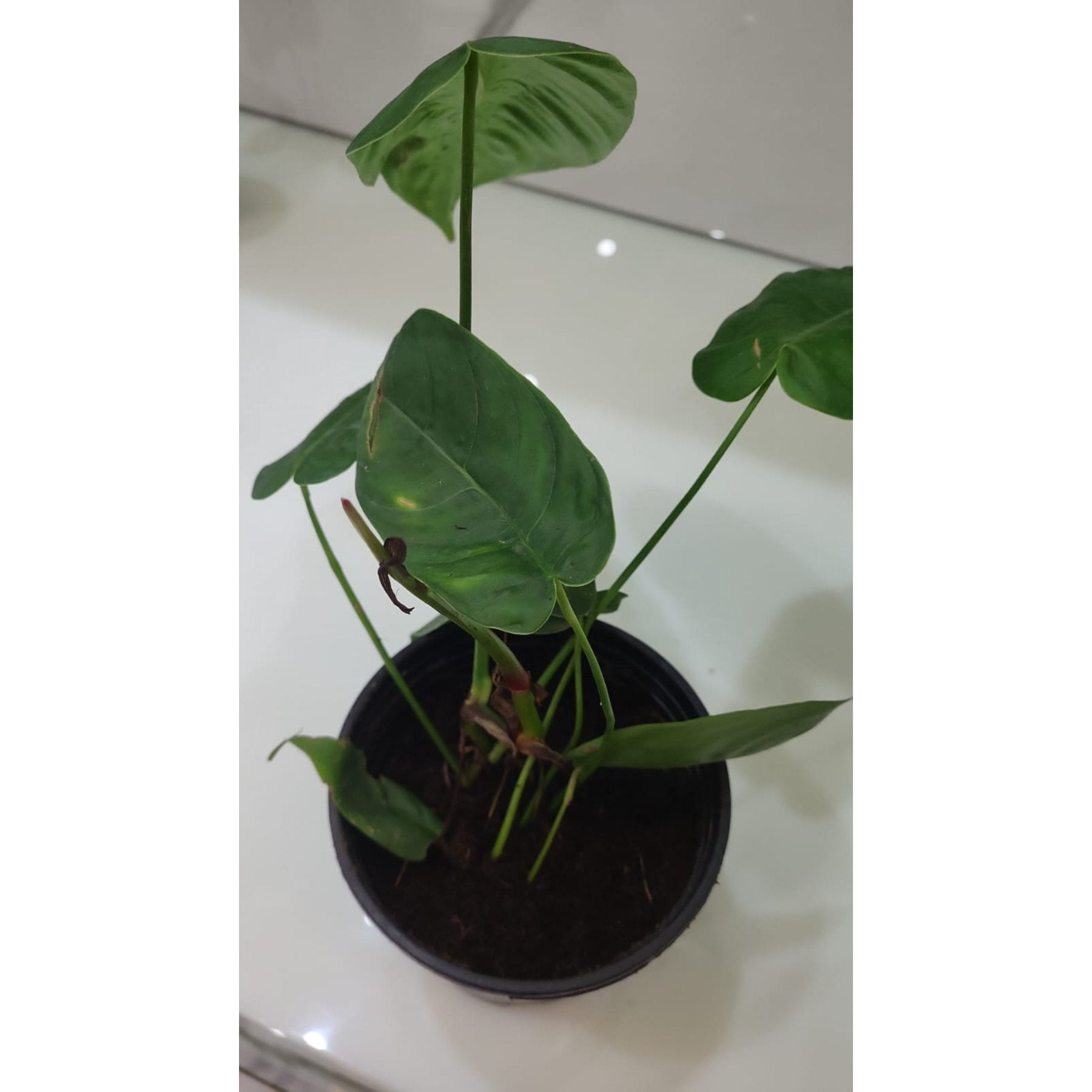 Philodendron Sharoniae potted indoor plant – ships pan-India