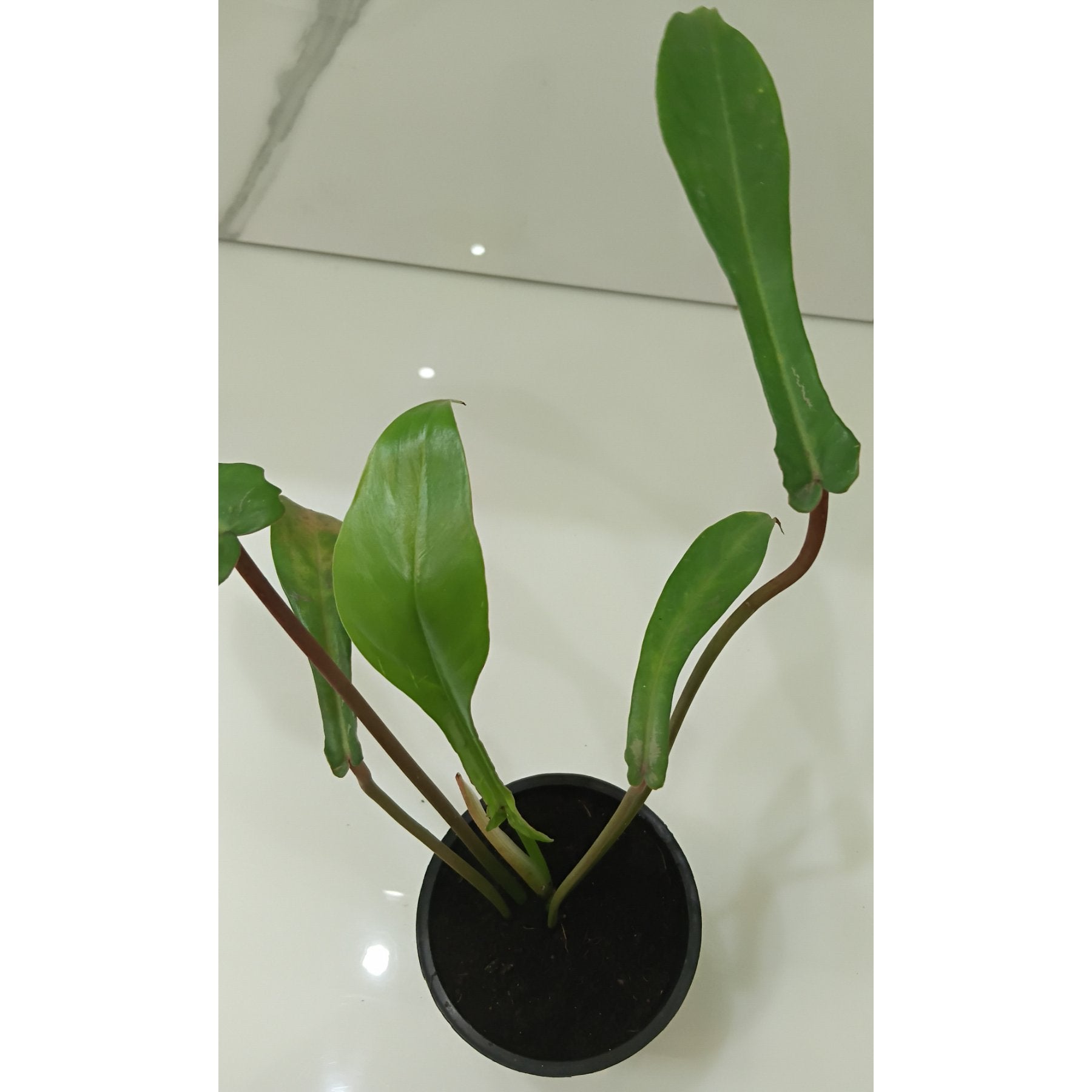 Philodendron Joepii potted indoor plant – ships pan-India