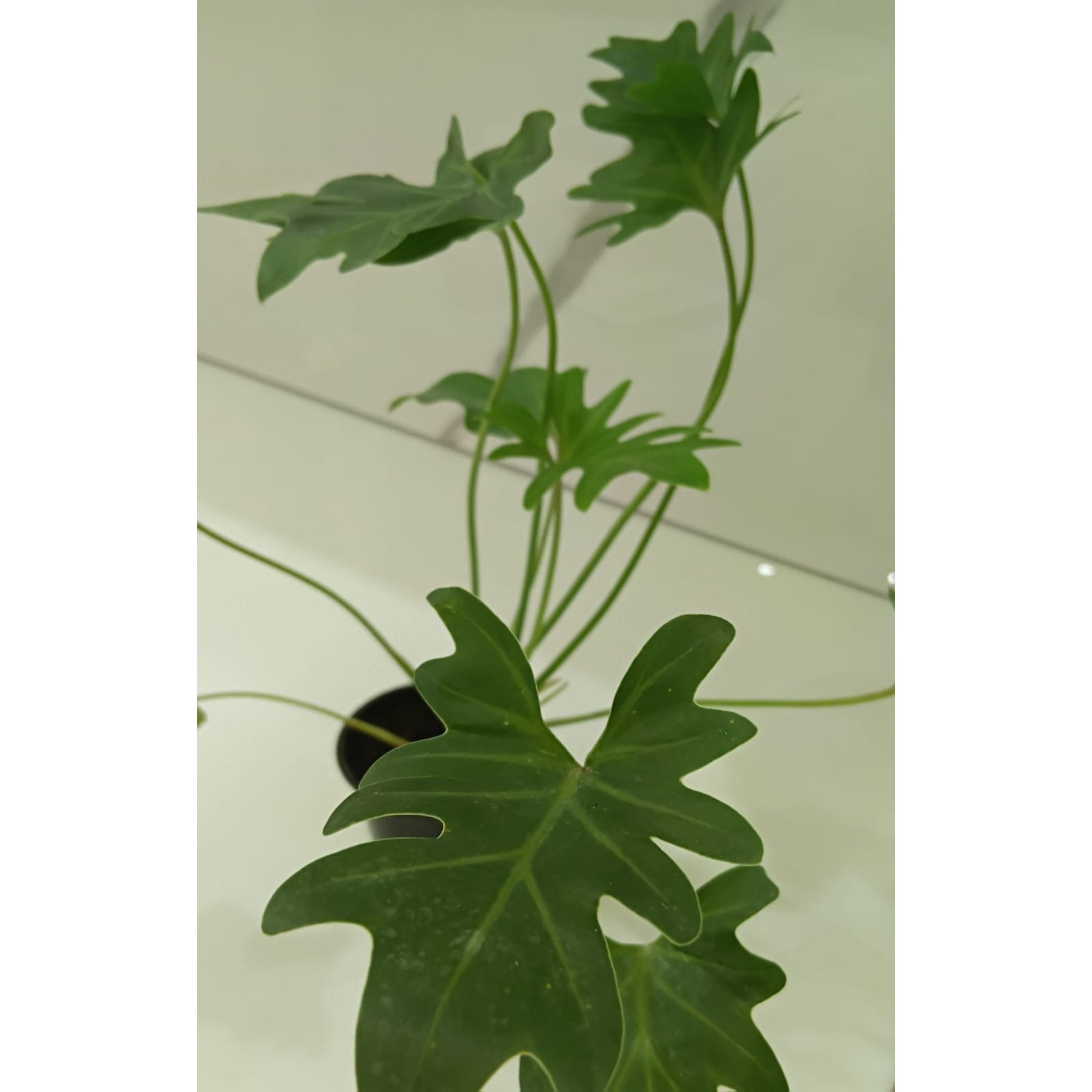 Philodendron Xanadu Green potted indoor plant – ships pan-India