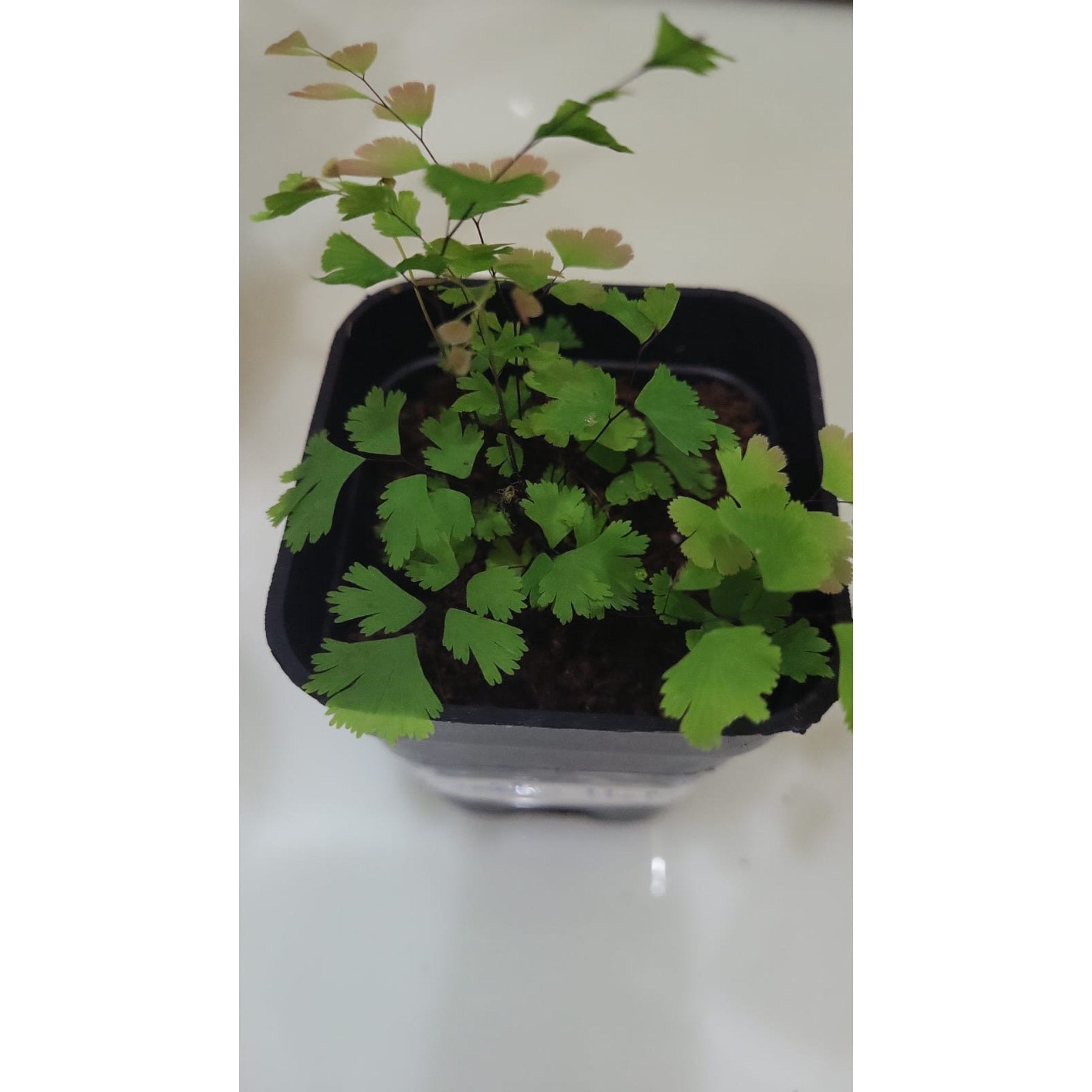 Maiden Hair Fern potted indoor plant – ships pan-India
