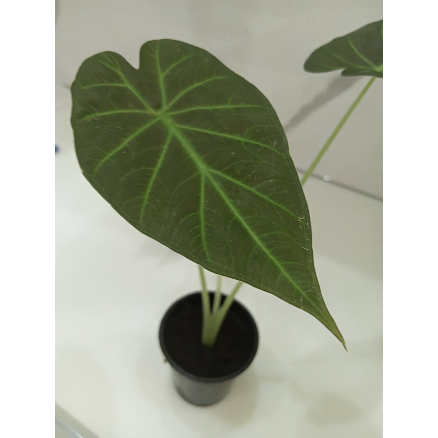 Alocasia Shield Regale potted indoor plant – ships pan-India
