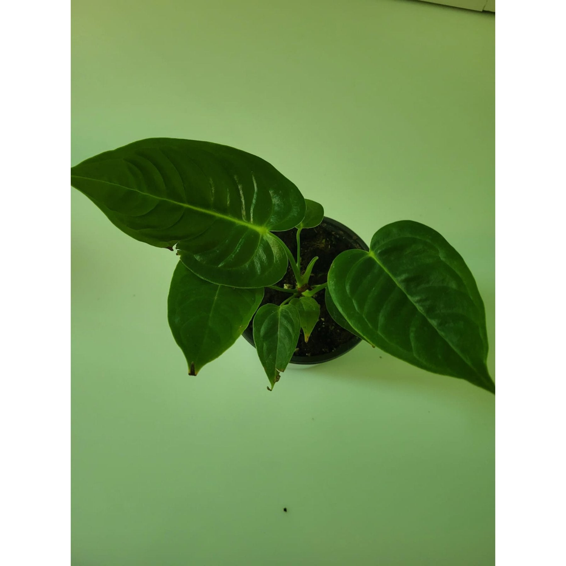 Anthurium King Veitchii Narrow potted indoor plant – ships pan-India