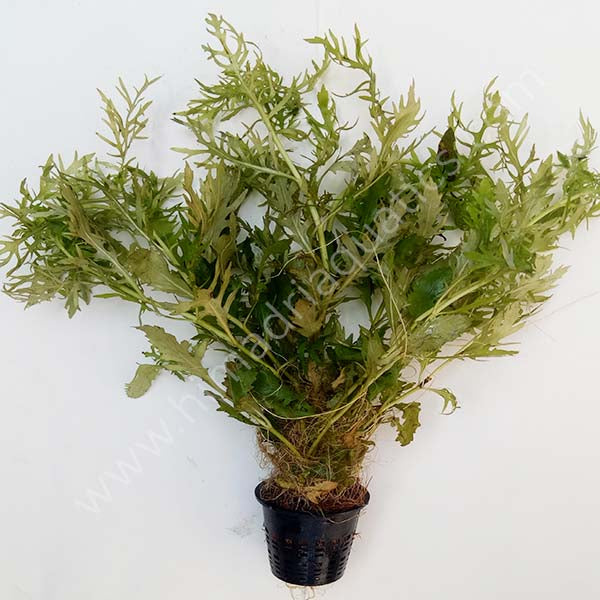 Aqua rose/ Hygrophila difformis (Large Pot)