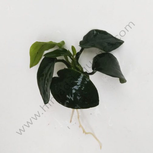 Anubias Nana (single plant)