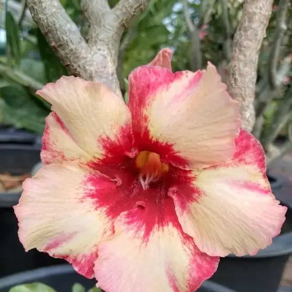 Adenium Plant - 14