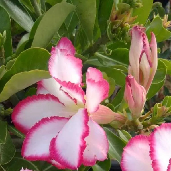 Adenium Plant - 140