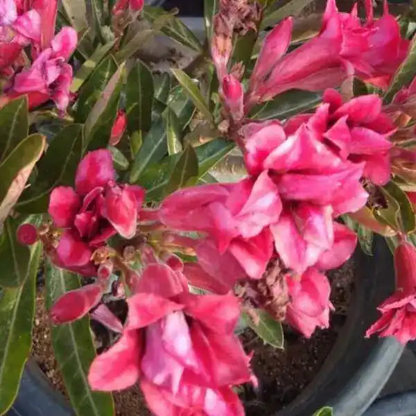 Adenium Plant - 141