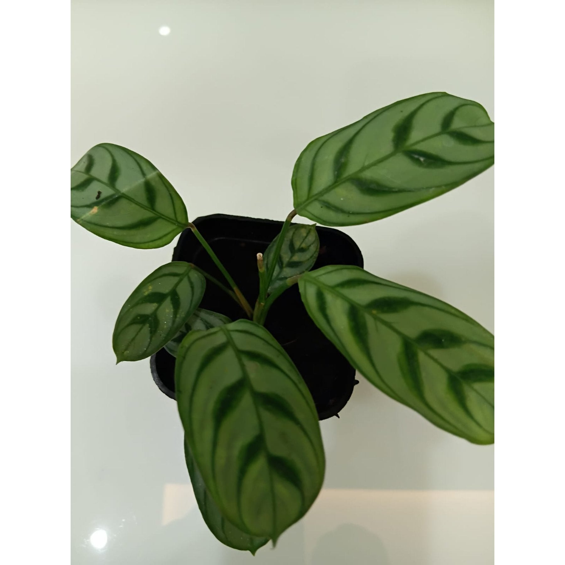 Calathea Burle Marxii Maranta potted indoor plant – ships pan-India
