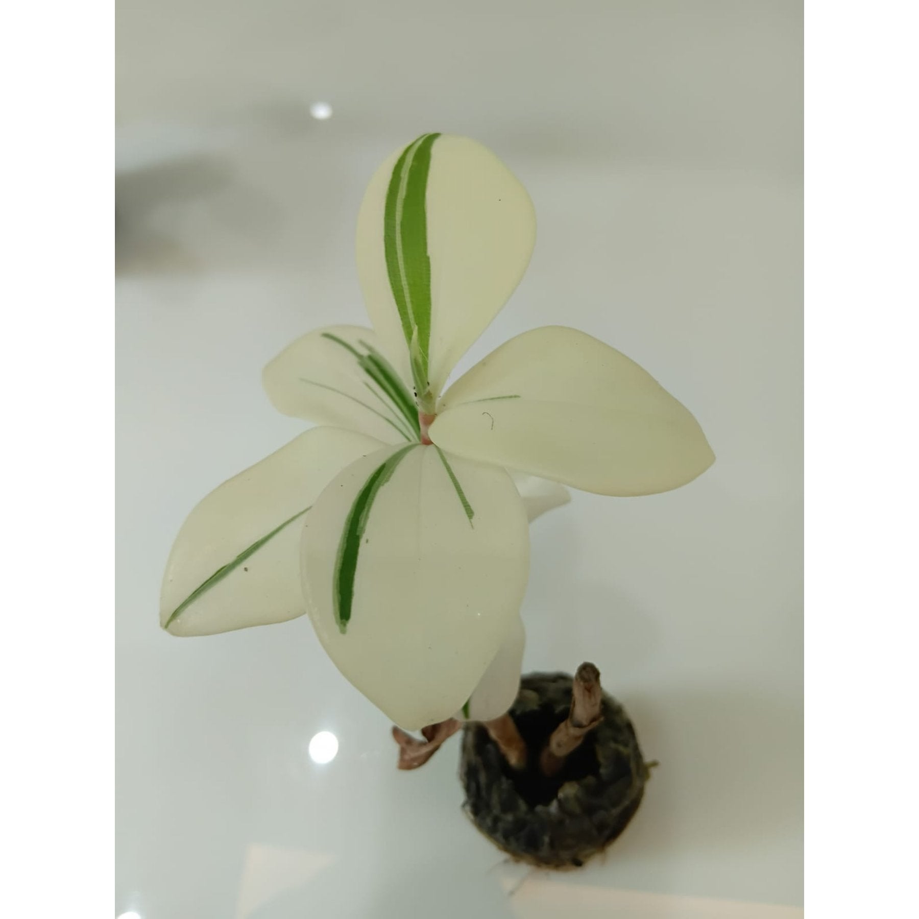 Variegated Spiral Ginger potted indoor plant – ships pan-India
