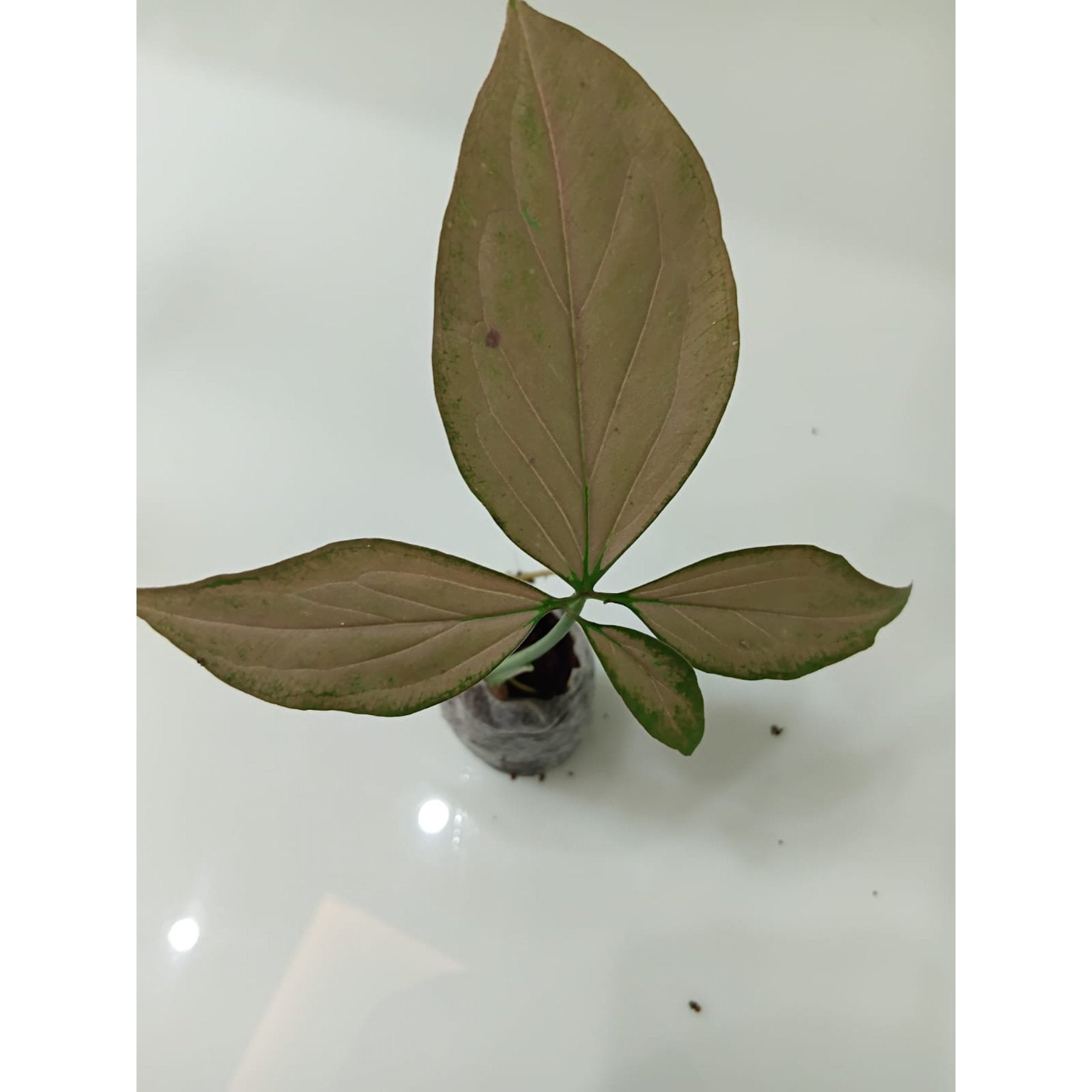 Syngonium Podophyllum Neon Robusta potted indoor plant – ships pan-India