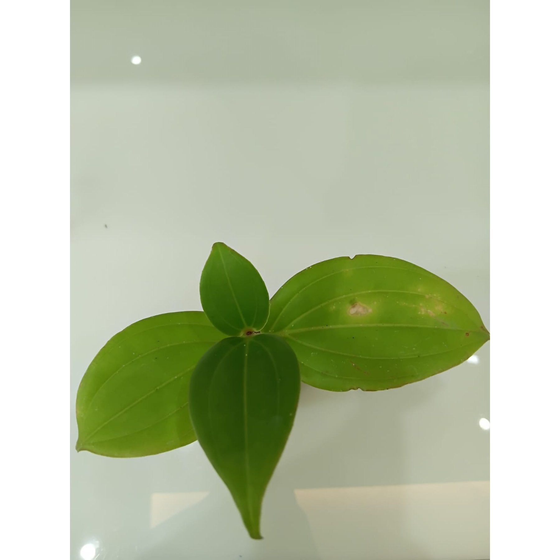 Medinilla Magnifica potted indoor plant – ships pan-India