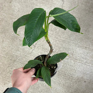 Raphidophora Hookeri - Rare plant