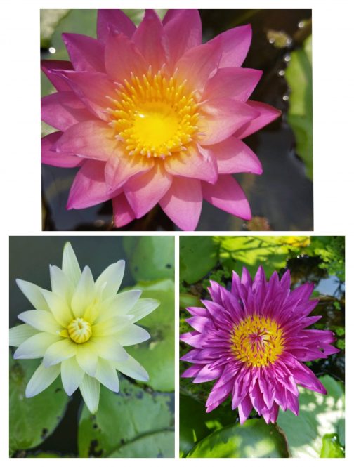 Waterlily combo (Tropical sunset, Moonbeam, Bullseye)