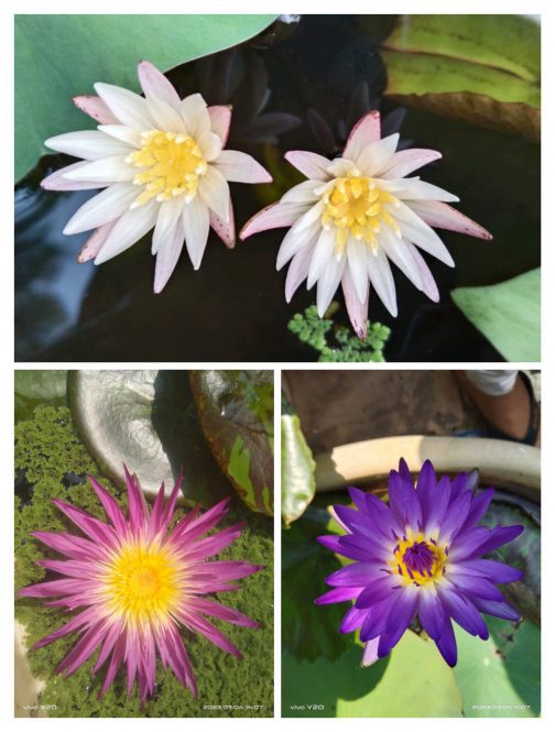 Waterlily combo (White waterlily, Pink flamingo, Tanzanite)