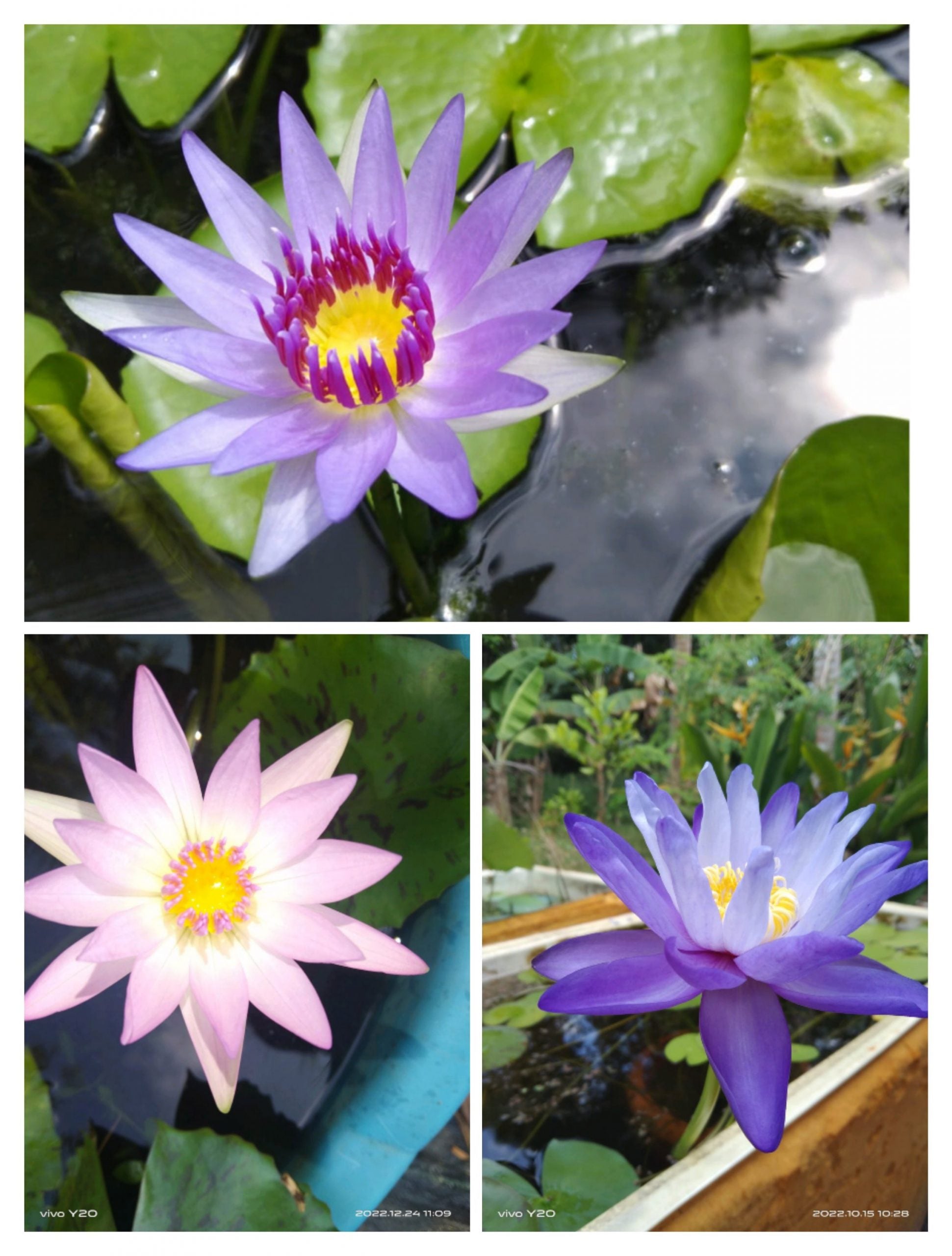 Waterlily combo (Purple coloratta, Peach blow, Giggattia)