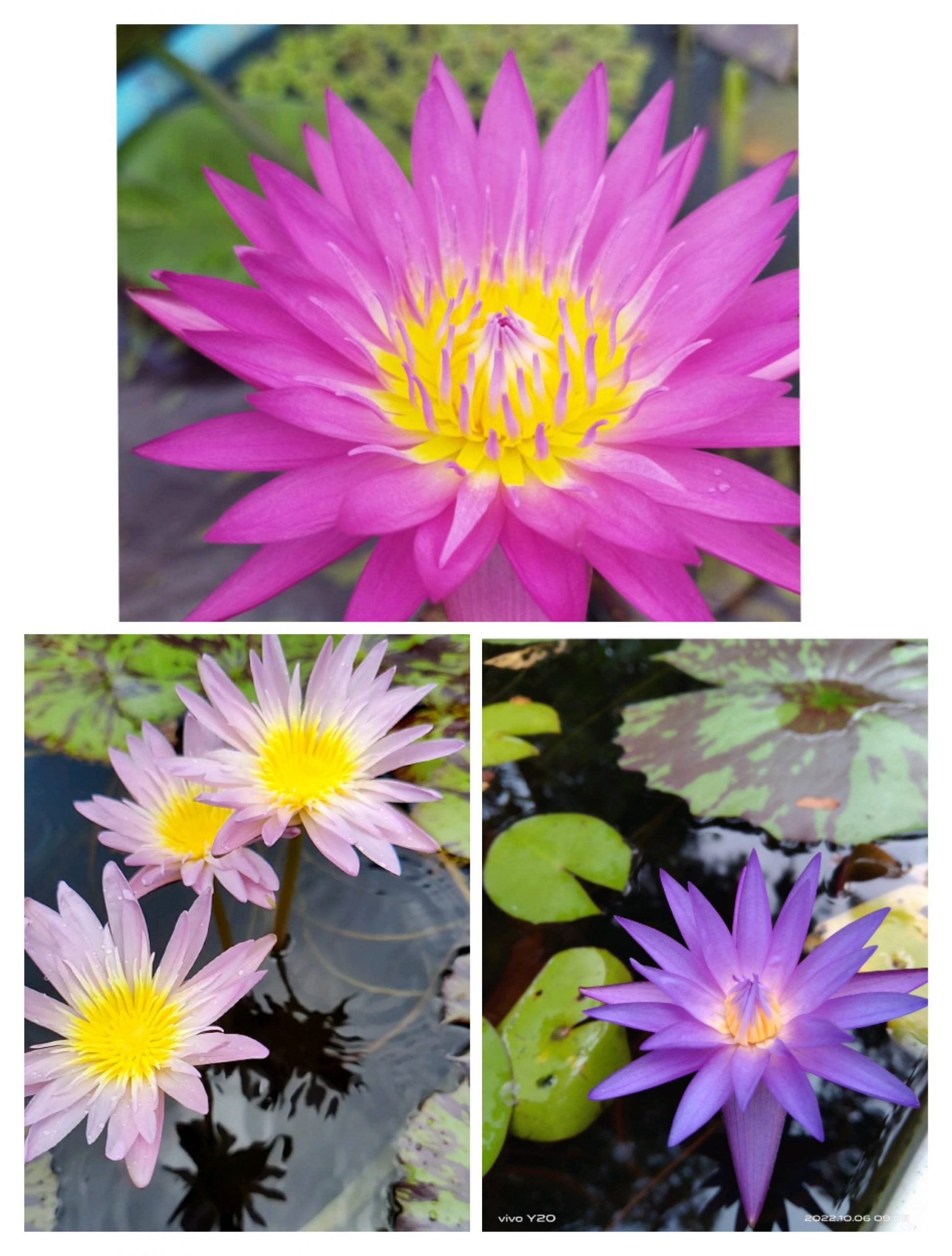 Waterlily combo(Miami, Ostara, blue whistle)