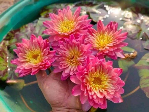 Sanam chai Waterlily