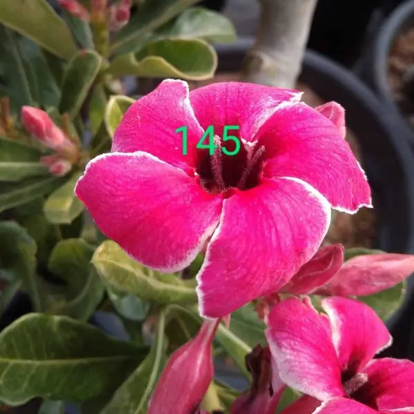 Adenium Plant - 145