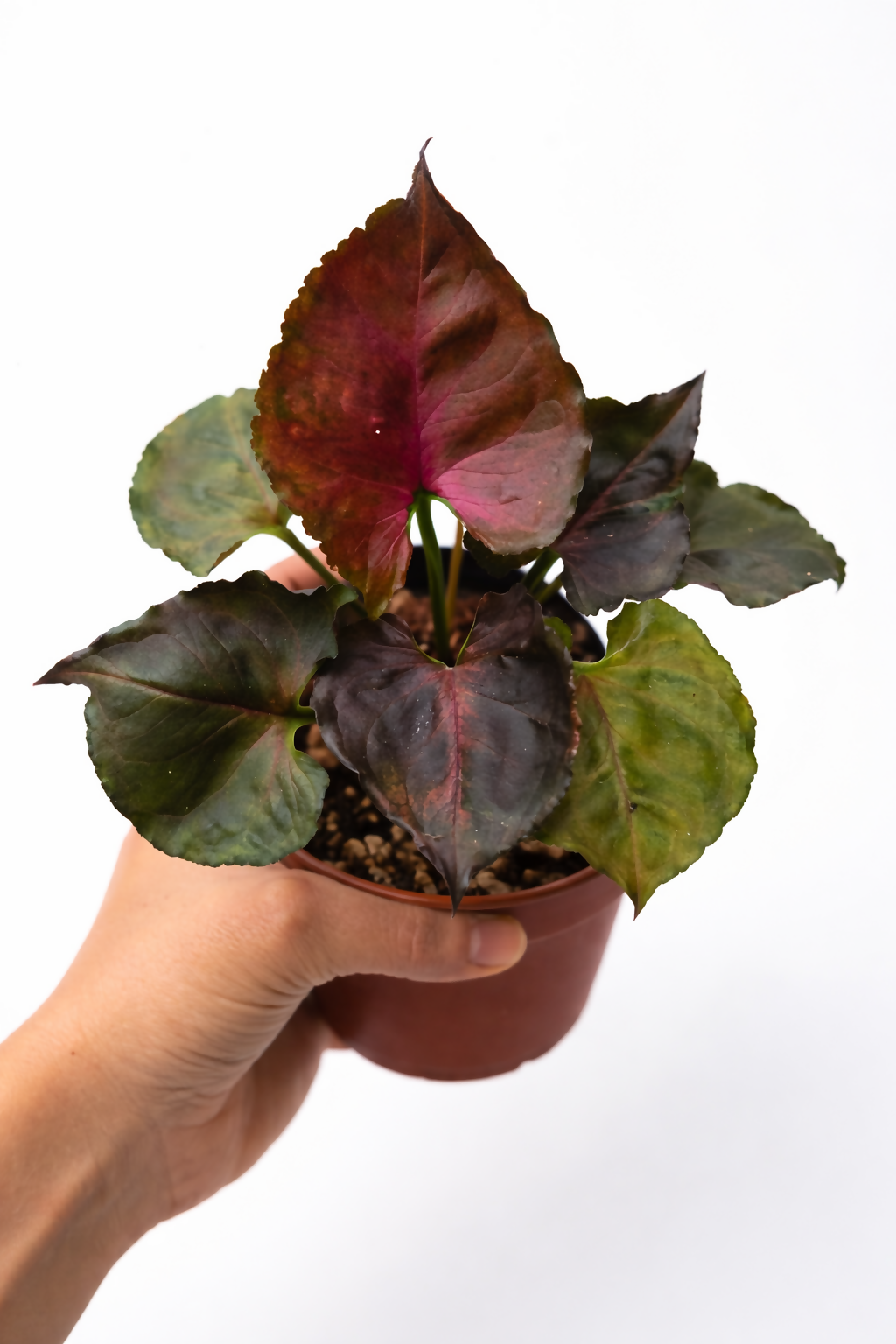 Syngonium Strawberry Ice