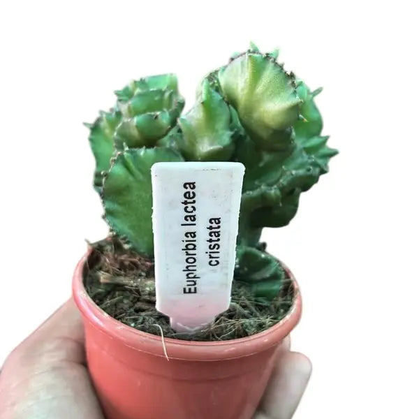 Euphorbia lactea Cristata