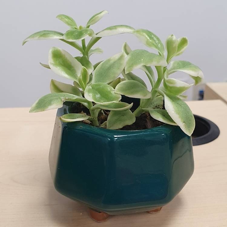 Baby Sunrose 'Variegated'(Heart leaf ice plant)