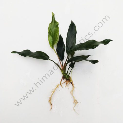 Anubias barteri var. glabra (single plant)