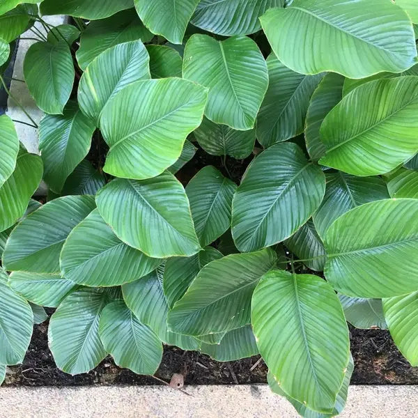 Calathea Lutea For Indoor