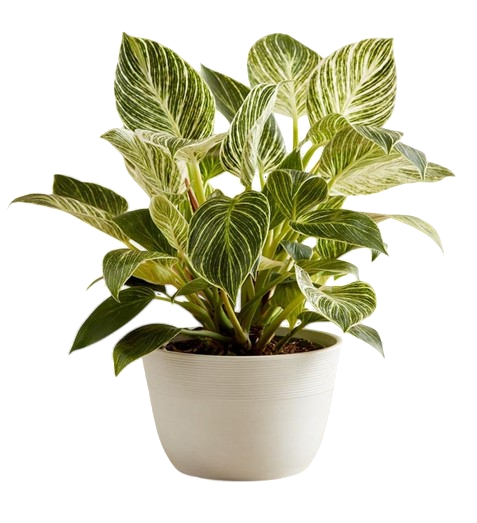 Philodendron Birkin Mini