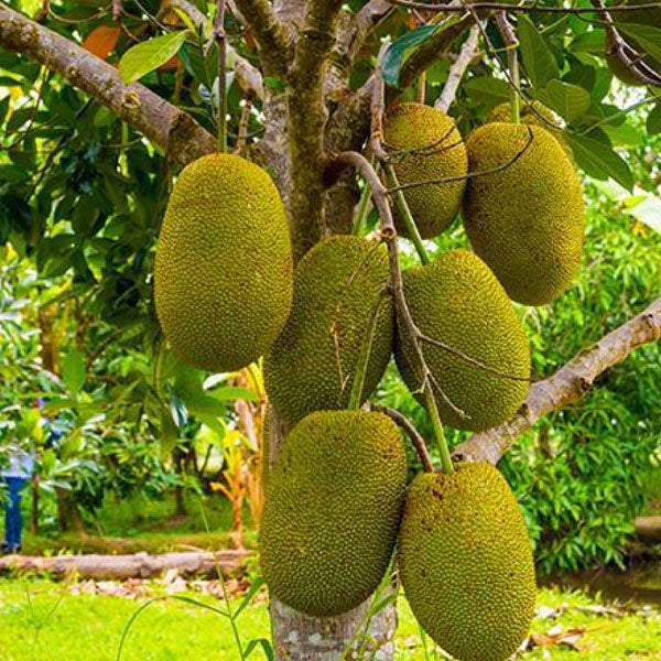 Vietnam Super Early Jackfruit Plant - Fast Growing - Keyfarm Wayanad