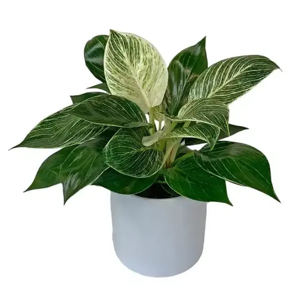 Philodendron Birkin Mini