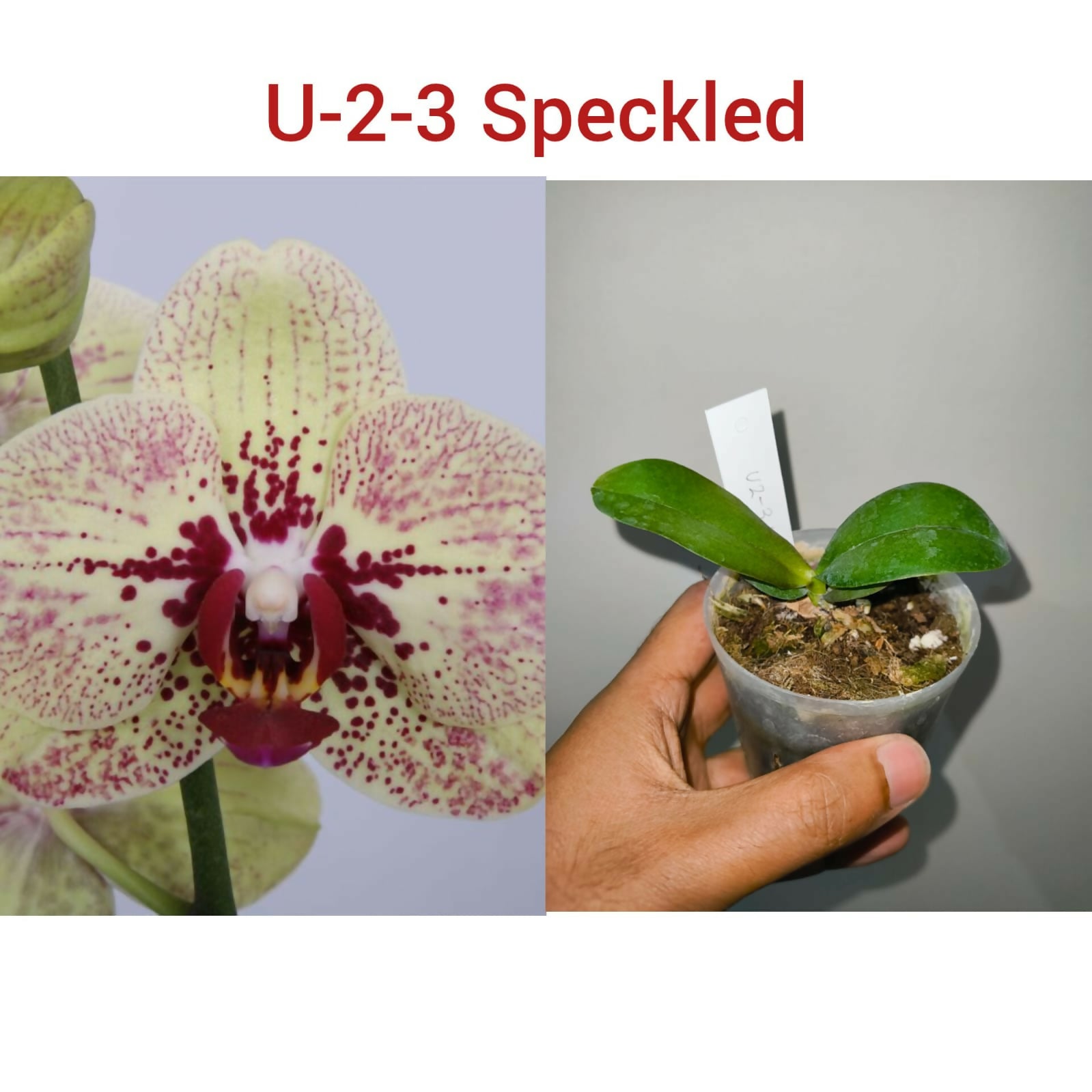 Phalenopsis-U-2-3 Speckled