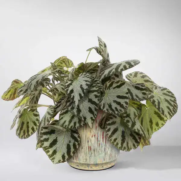 Begonia Rex Silver Jewel