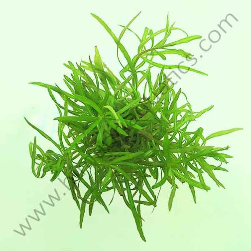 Pogostemon stellatus- octopus (large pot)