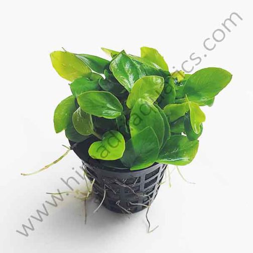 Anubias Nana Gold (Large Pot)