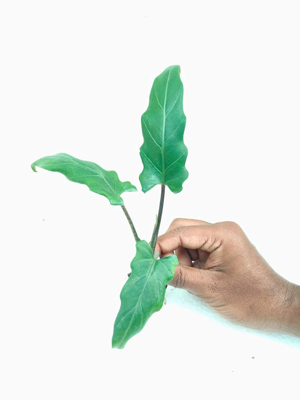 Alocasia Lauterbachiana foliage detail – healthy tissue culture houseplant – Foliages India