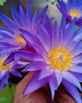 Nymphaea Blue Whistle water lilly