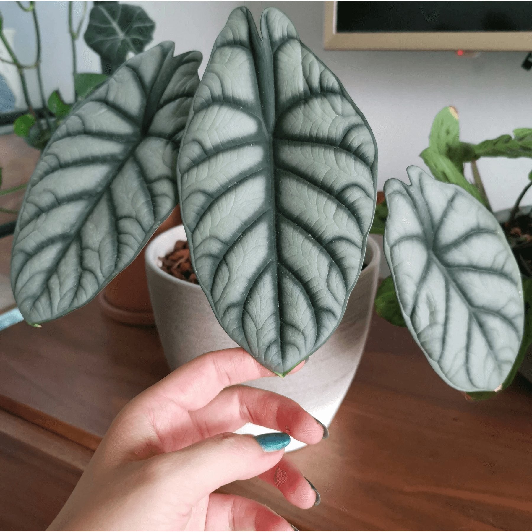 Alocasia Silver Dragon healthy live foliage plant – Foliages India
