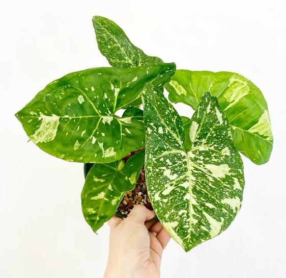 Syngonium Panda Galaxy potted indoor plant – ships pan-India