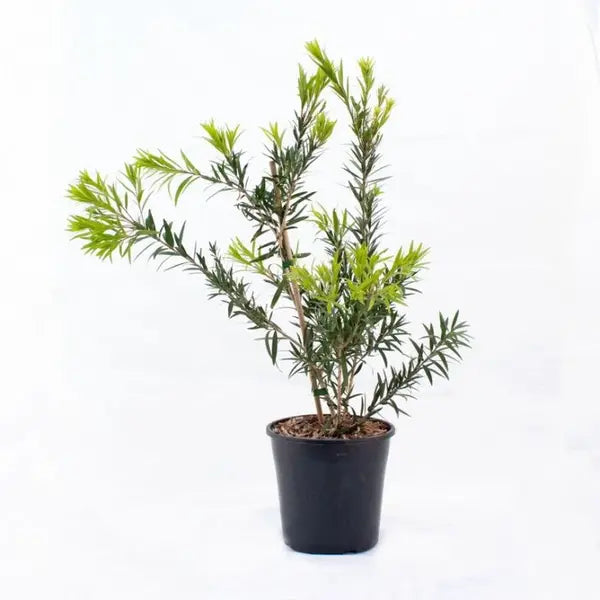 Bottle Brush Red